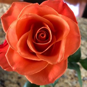 Meet your Posher, Tessa